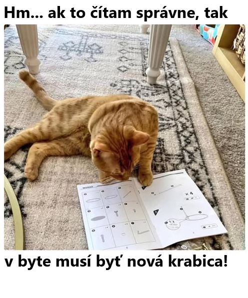 Hm... mačka